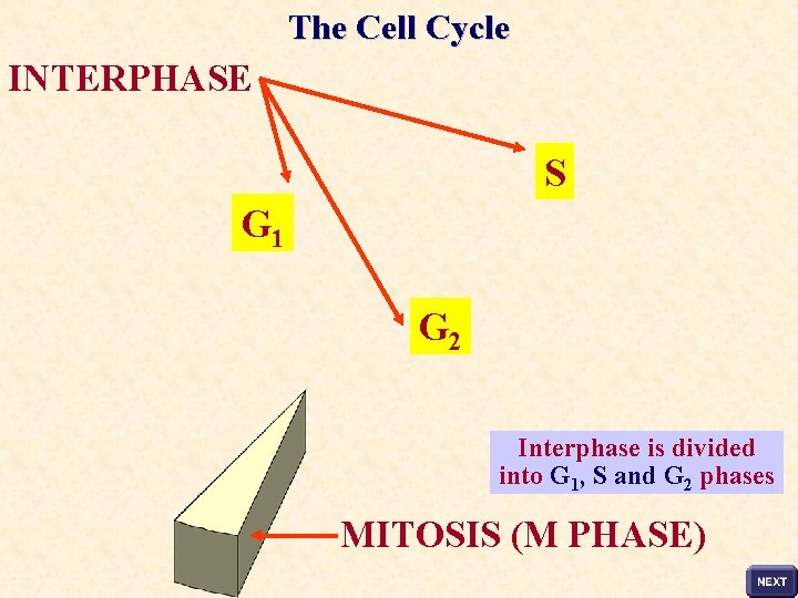 The Cell Cycle INTERPHASE S G 1 G 2 Interphase is divided into G