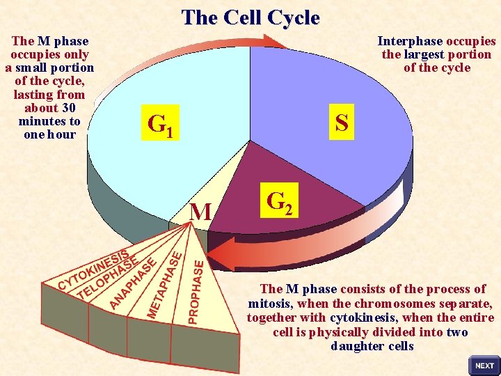 The Cell Cycle The M phase occupies only a small portion of the cycle,