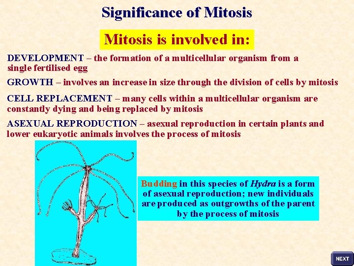 Significance of Mitosis is involved in: DEVELOPMENT – the formation of a multicellular organism