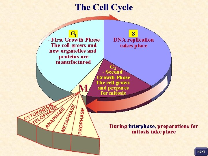 The Cell Cycle G 1 - First Growth Phase The cell grows and new