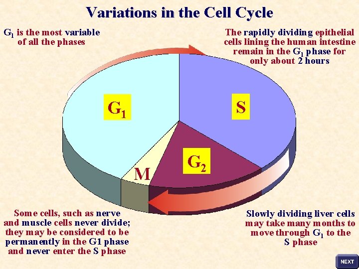 Variations in the Cell Cycle G 1 is the most variable of all the