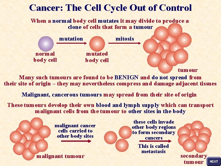 Cancer: The Cell Cycle Out of Control When a normal body cell mutates it