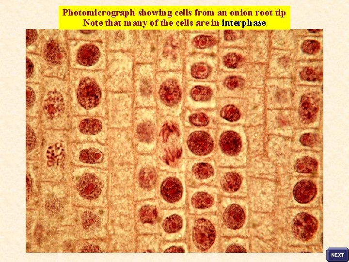 Photomicrograph showing cells from an onion root tip Note that many of the cells