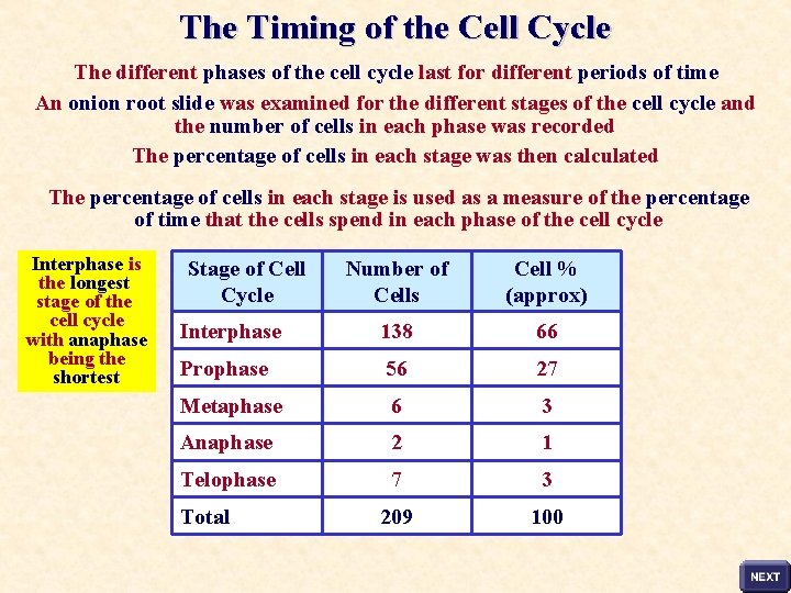 The Timing of the Cell Cycle The different phases of the cell cycle last