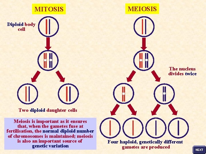 MITOSIS MEIOSIS Diploid body cell The nucleus divides twice Two diploid daughter cells Meiosis