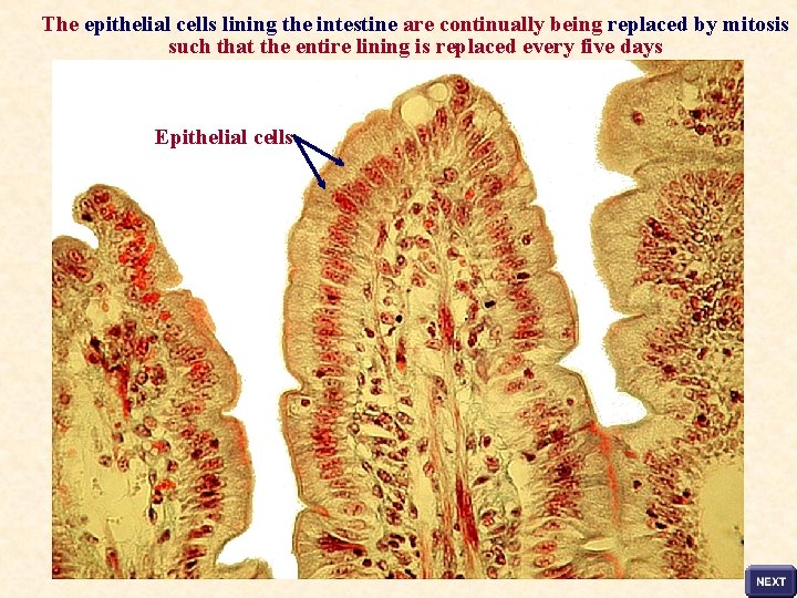 The epithelial cells lining the intestine are continually being replaced by mitosis such that