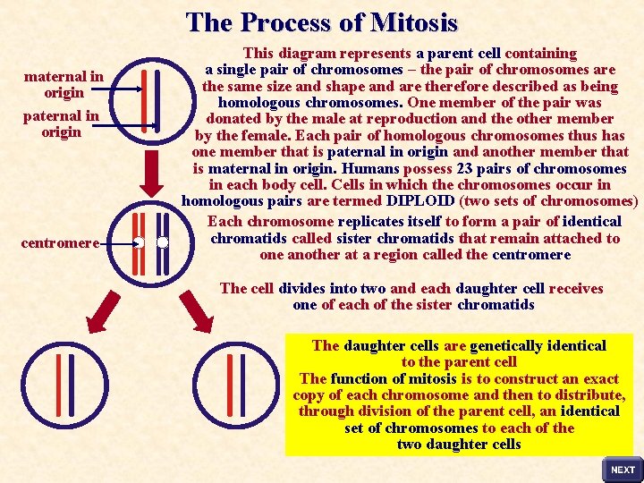 The Process of Mitosis maternal in origin paternal in origin centromere This diagram represents