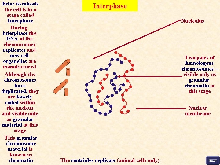 Prior to mitosis the cell is in a stage called Interphase During interphase the