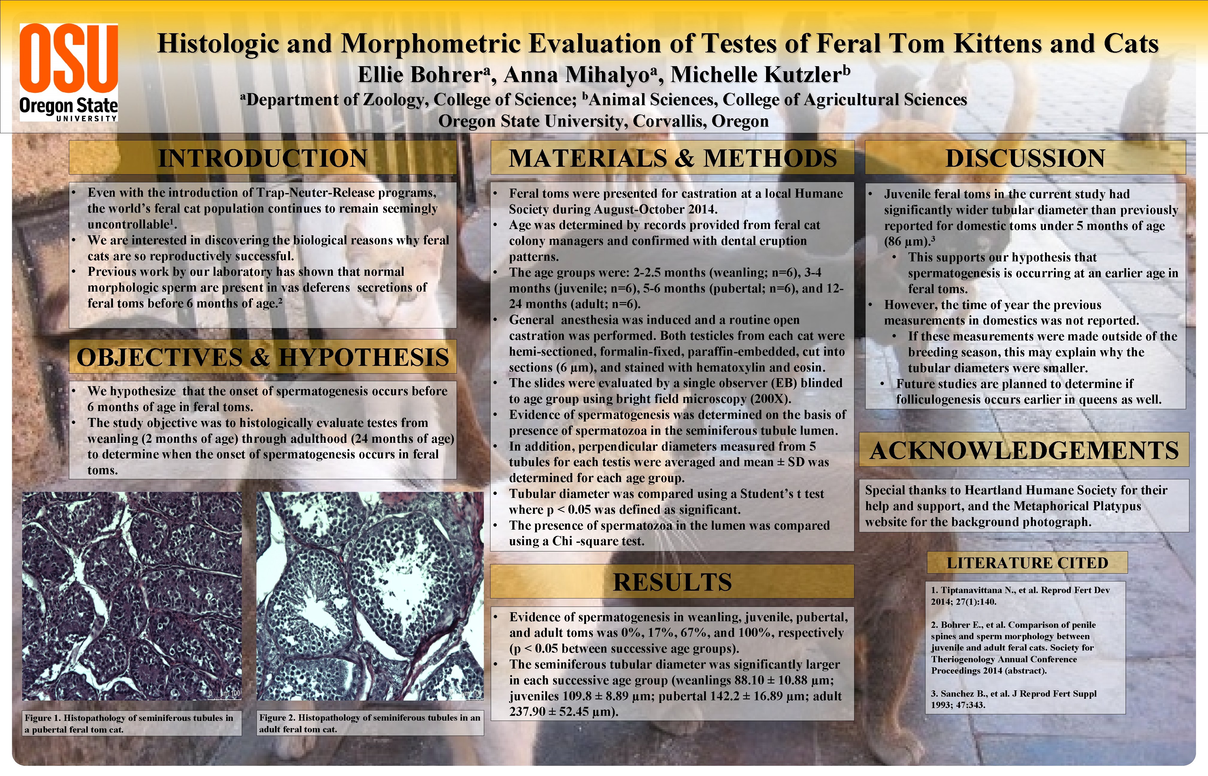 Histologic and Morphometric Evaluation of Testes of Feral Tom Kittens and Cats Ellie a.
