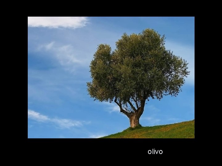 olivo 