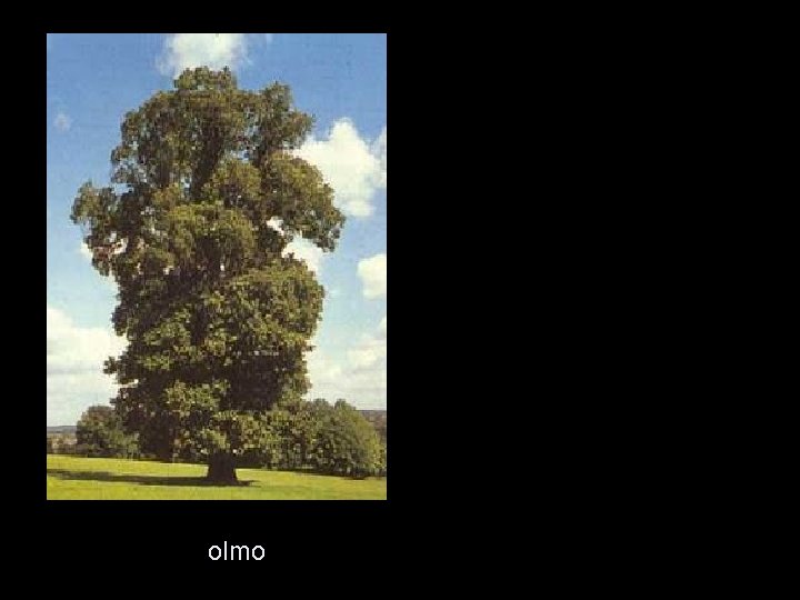 olmo 