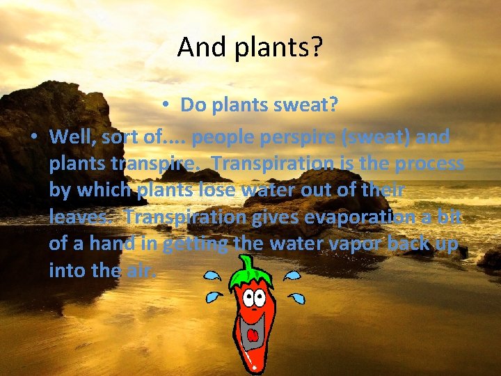 And plants? • Do plants sweat? • Well, sort of. . people perspire (sweat)