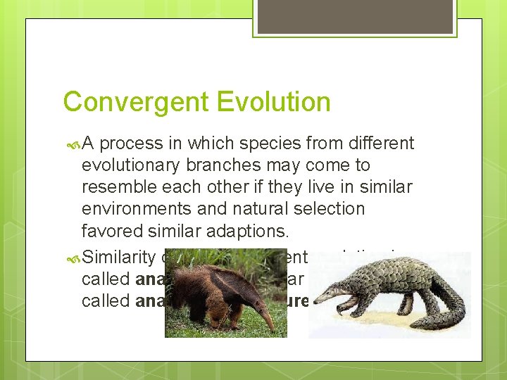 Convergent Evolution A process in which species from different evolutionary branches may come to