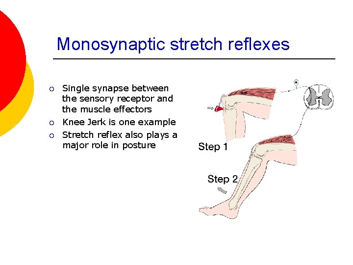 Monosynaptic stretch reflexes ¡ ¡ ¡ Single synapse between the sensory receptor and the