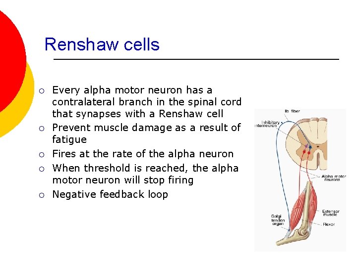 Renshaw cells ¡ ¡ ¡ Every alpha motor neuron has a contralateral branch in