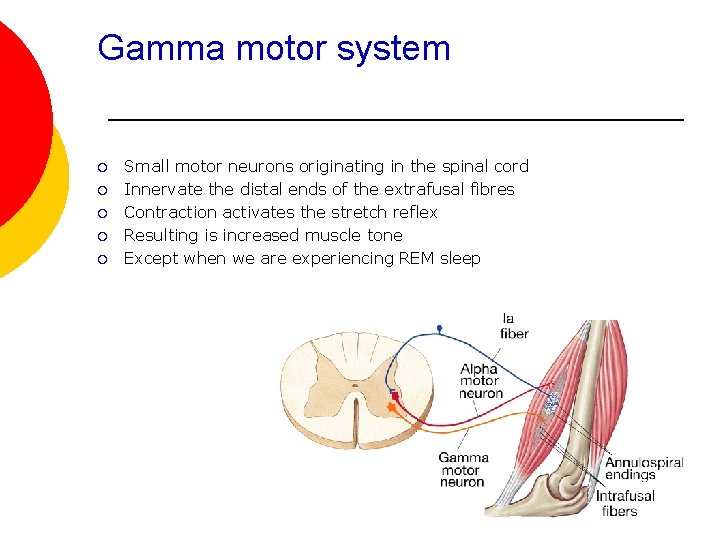 Gamma motor system ¡ ¡ ¡ Small motor neurons originating in the spinal cord