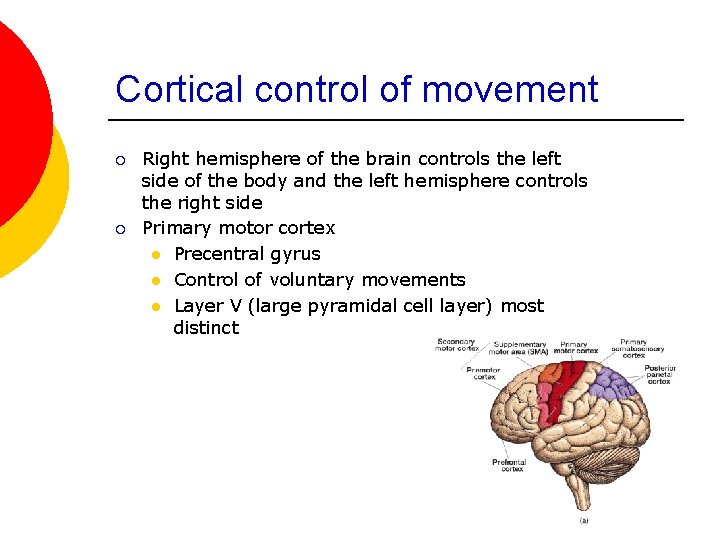 Cortical control of movement ¡ ¡ Right hemisphere of the brain controls the left