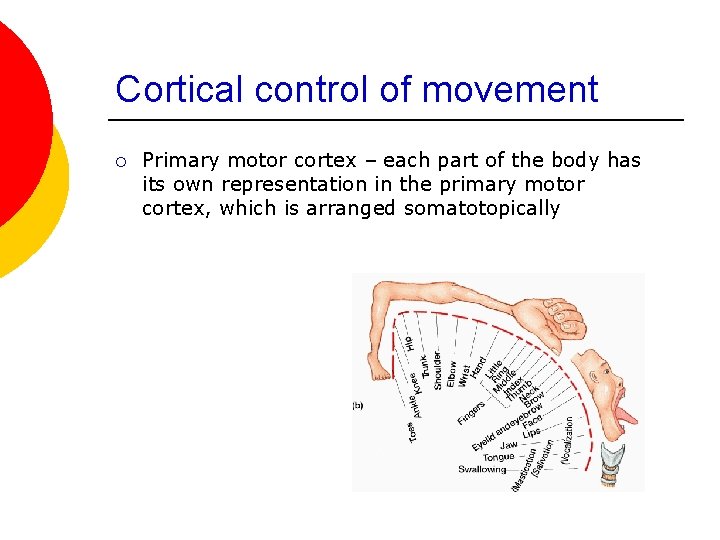 Cortical control of movement ¡ Primary motor cortex – each part of the body