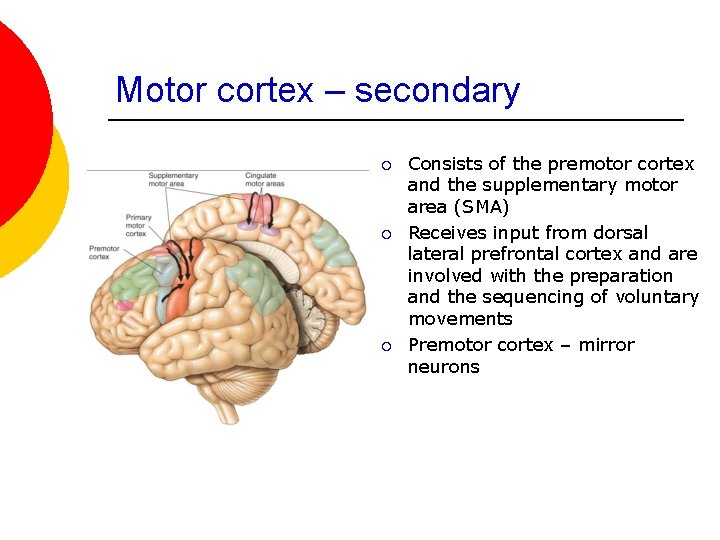 Motor cortex – secondary ¡ ¡ ¡ Consists of the premotor cortex and the