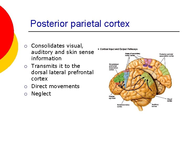 Posterior parietal cortex ¡ ¡ Consolidates visual, auditory and skin sense information Transmits it