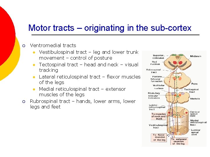 Motor tracts – originating in the sub-cortex ¡ ¡ Ventromedial tracts l Vestibulospinal tract