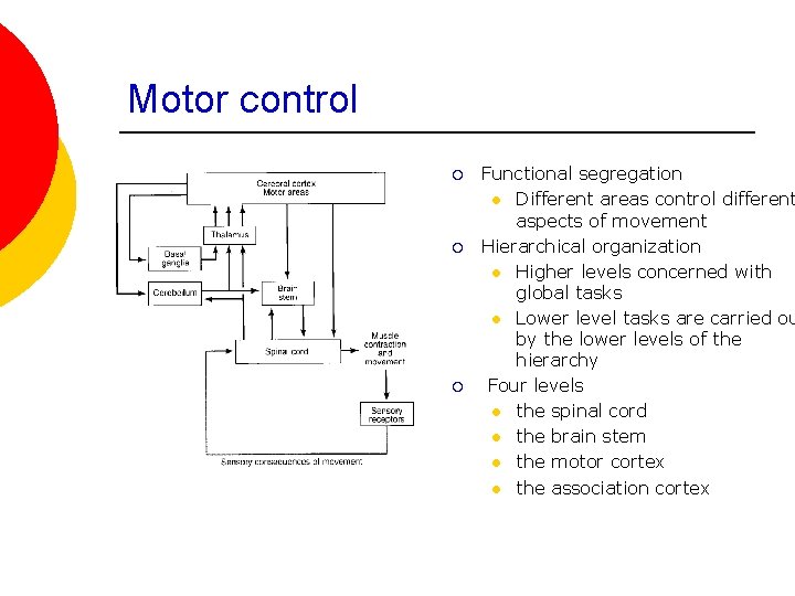 Motor control ¡ ¡ ¡ Functional segregation l Different areas control different aspects of