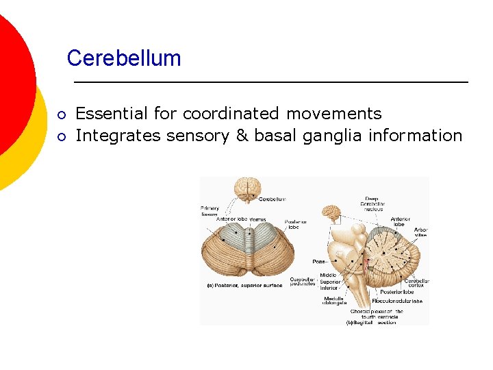 Cerebellum ¡ ¡ Essential for coordinated movements Integrates sensory & basal ganglia information 