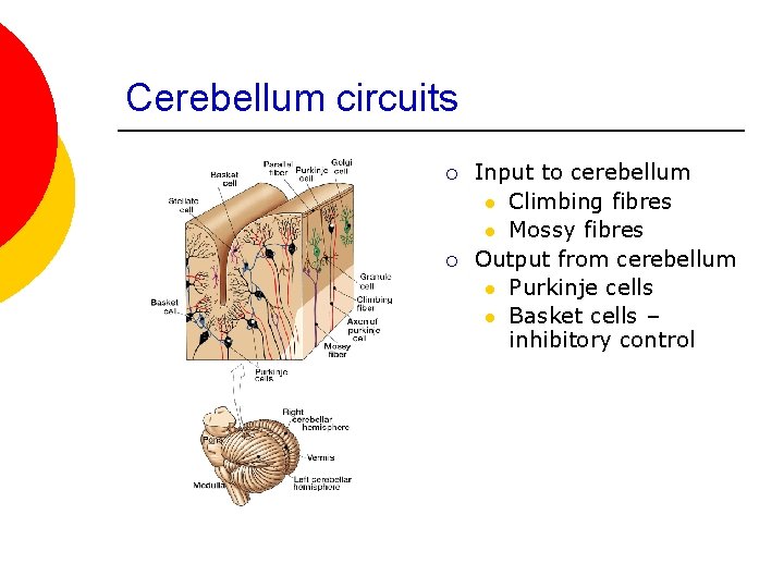 Cerebellum circuits ¡ ¡ Input to cerebellum l Climbing fibres l Mossy fibres Output