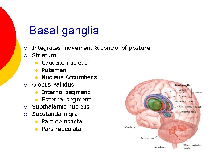 Basal ganglia ¡ ¡ ¡ Integrates movement & control of posture Striatum l Caudate