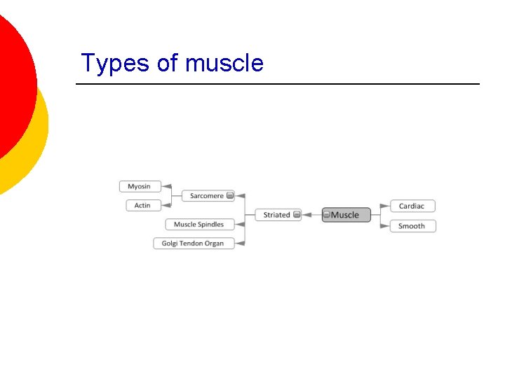 Types of muscle 