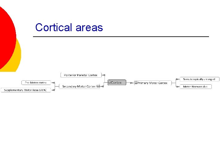 Cortical areas 