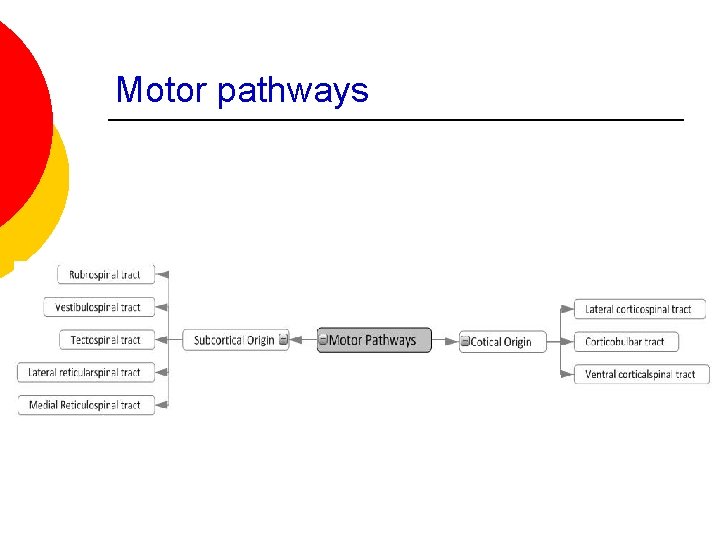 Motor pathways 