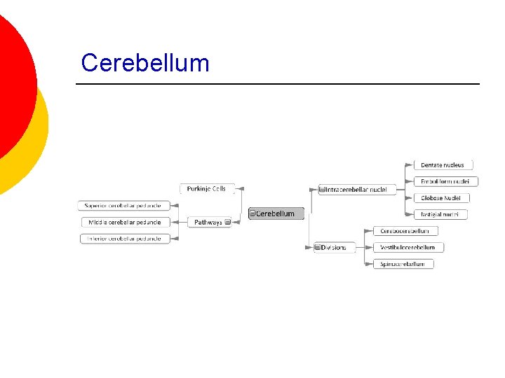 Cerebellum 