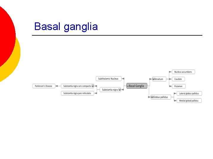 Basal ganglia 