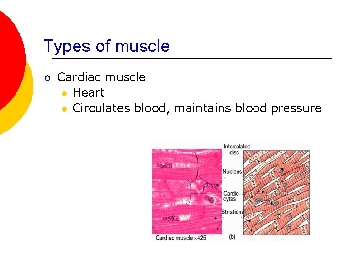 Types of muscle ¡ Cardiac muscle l Heart l Circulates blood, maintains blood pressure