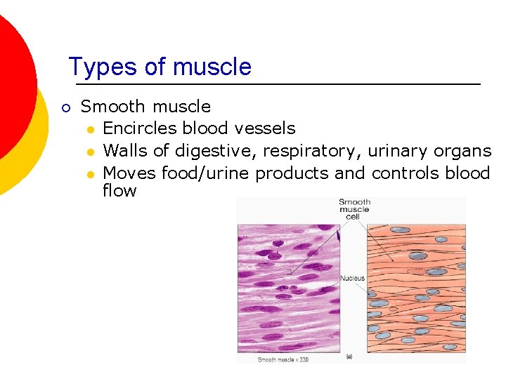 Types of muscle ¡ Smooth muscle l Encircles blood vessels l Walls of digestive,