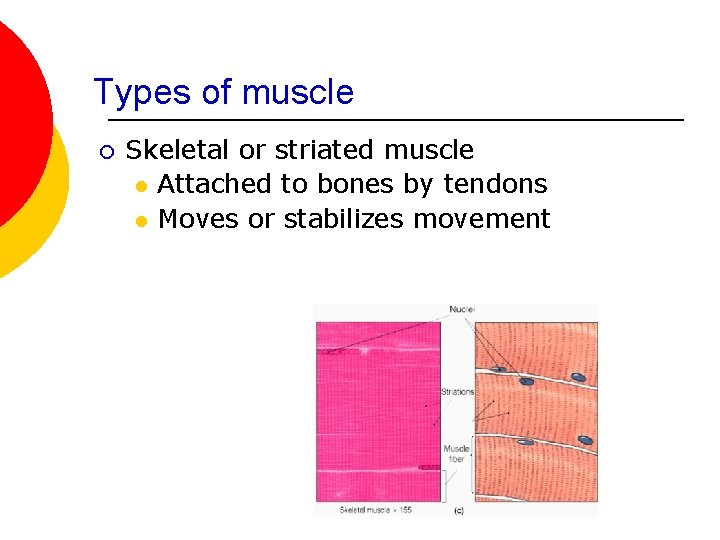Types of muscle ¡ Skeletal or striated muscle l Attached to bones by tendons