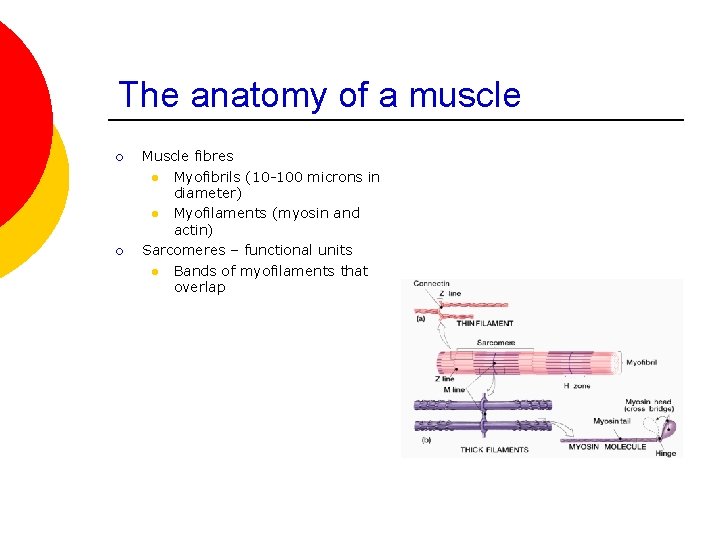 The anatomy of a muscle ¡ ¡ Muscle fibres l Myofibrils (10 -100 microns