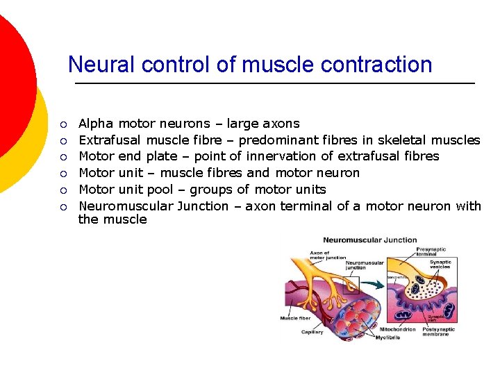 Neural control of muscle contraction ¡ ¡ ¡ Alpha motor neurons – large axons