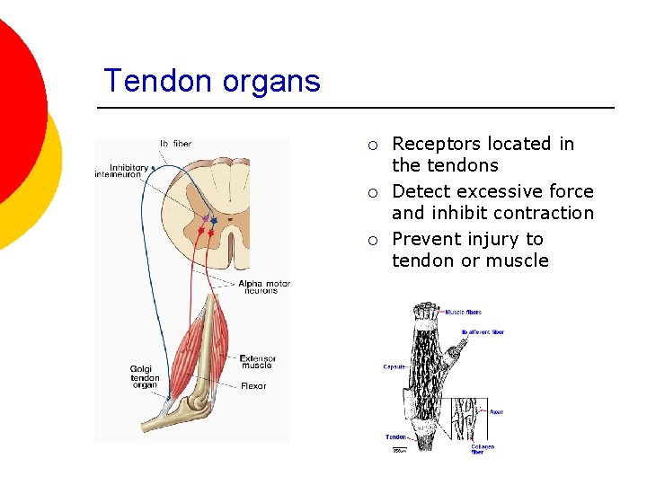 Tendon organs ¡ ¡ ¡ Receptors located in the tendons Detect excessive force and