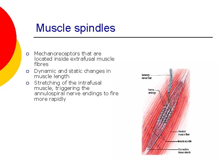 Muscle spindles ¡ ¡ ¡ Mechanoreceptors that are located inside extrafusal muscle fibres Dynamic