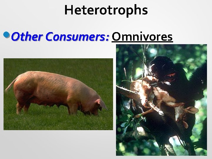 Heterotrophs • Other Consumers: Omnivores 