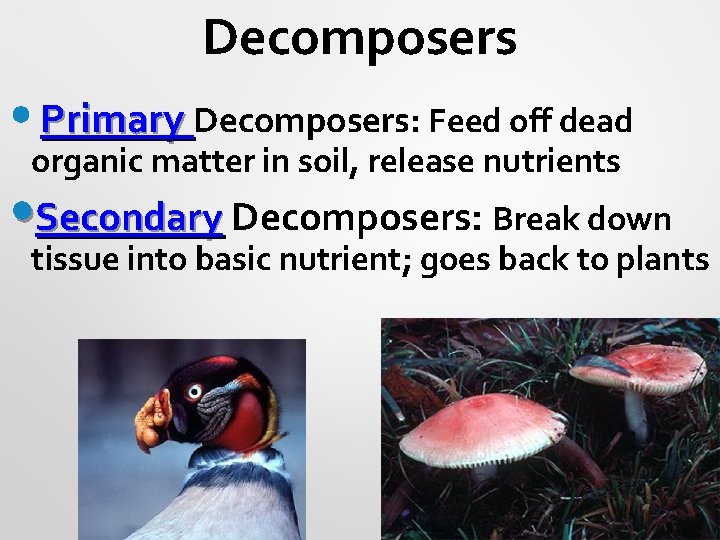 Decomposers • Primary Decomposers: Feed off dead organic matter in soil, release nutrients •