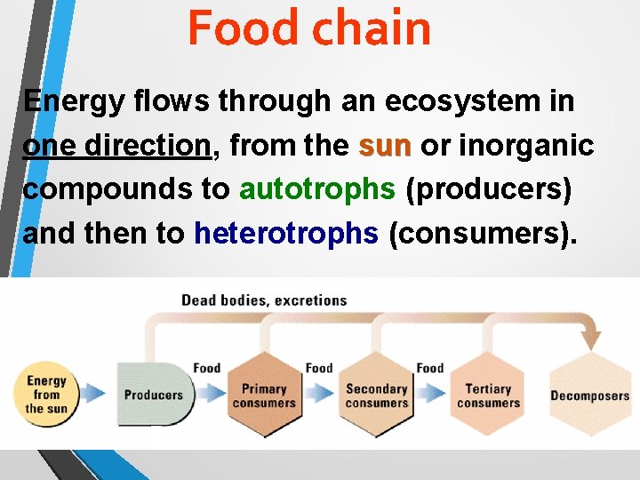 Food chain Energy flows through an ecosystem in one direction, from the sun or