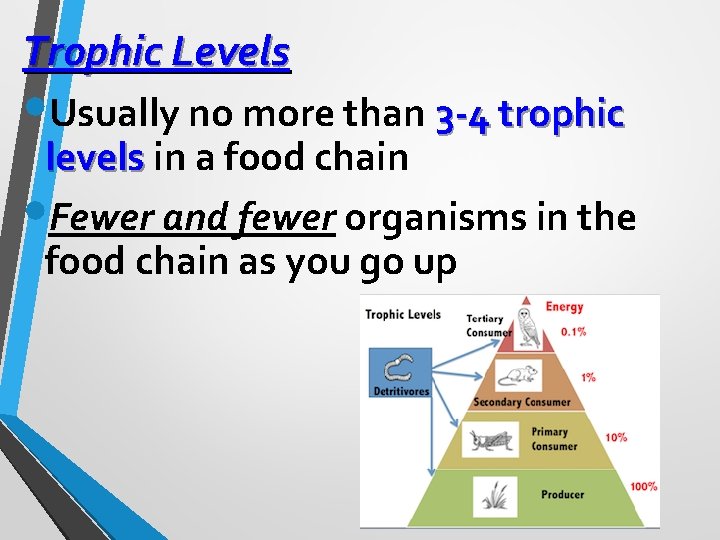 Trophic Levels • Usually no more than 3 -4 trophic levels in a food