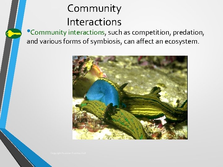 Community Interactions • Community interactions, such as competition, predation, and various forms of symbiosis,