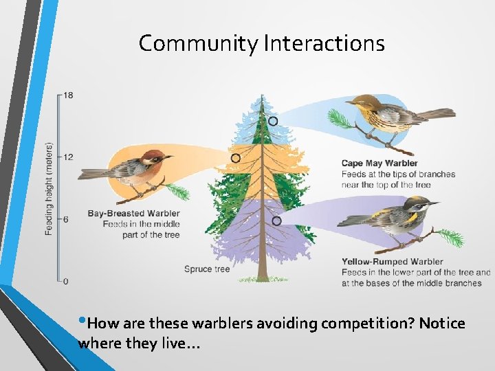Community Interactions • How are these warblers avoiding competition? Notice where they live… 