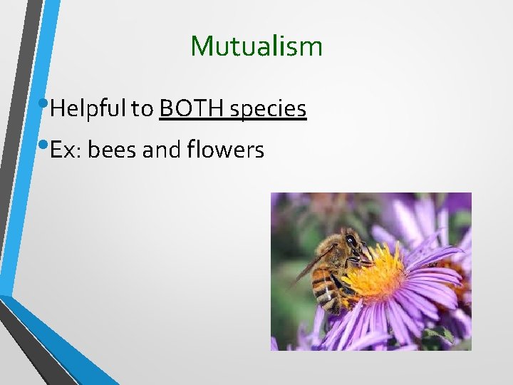 Mutualism • Helpful to BOTH species • Ex: bees and flowers 