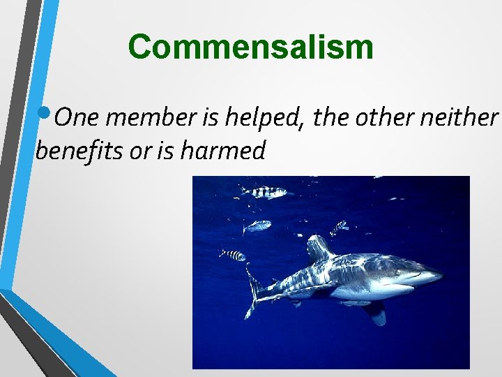 Commensalism • One member is helped, the other neither benefits or is harmed 