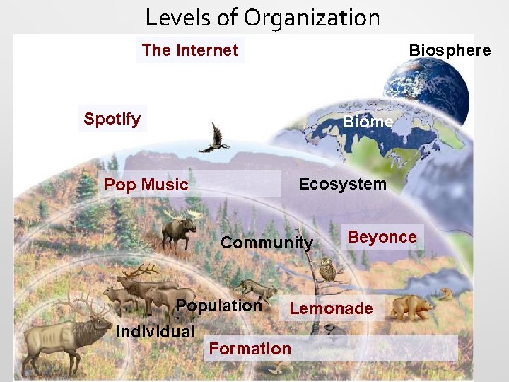 Levels of Organization The Internet Biosphere Spotify Biome Ecosystem Pop Music Community Population Individual